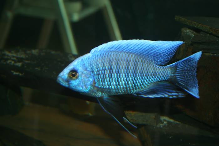 Copadichromis cyaneus Werner Hieber malawipoint