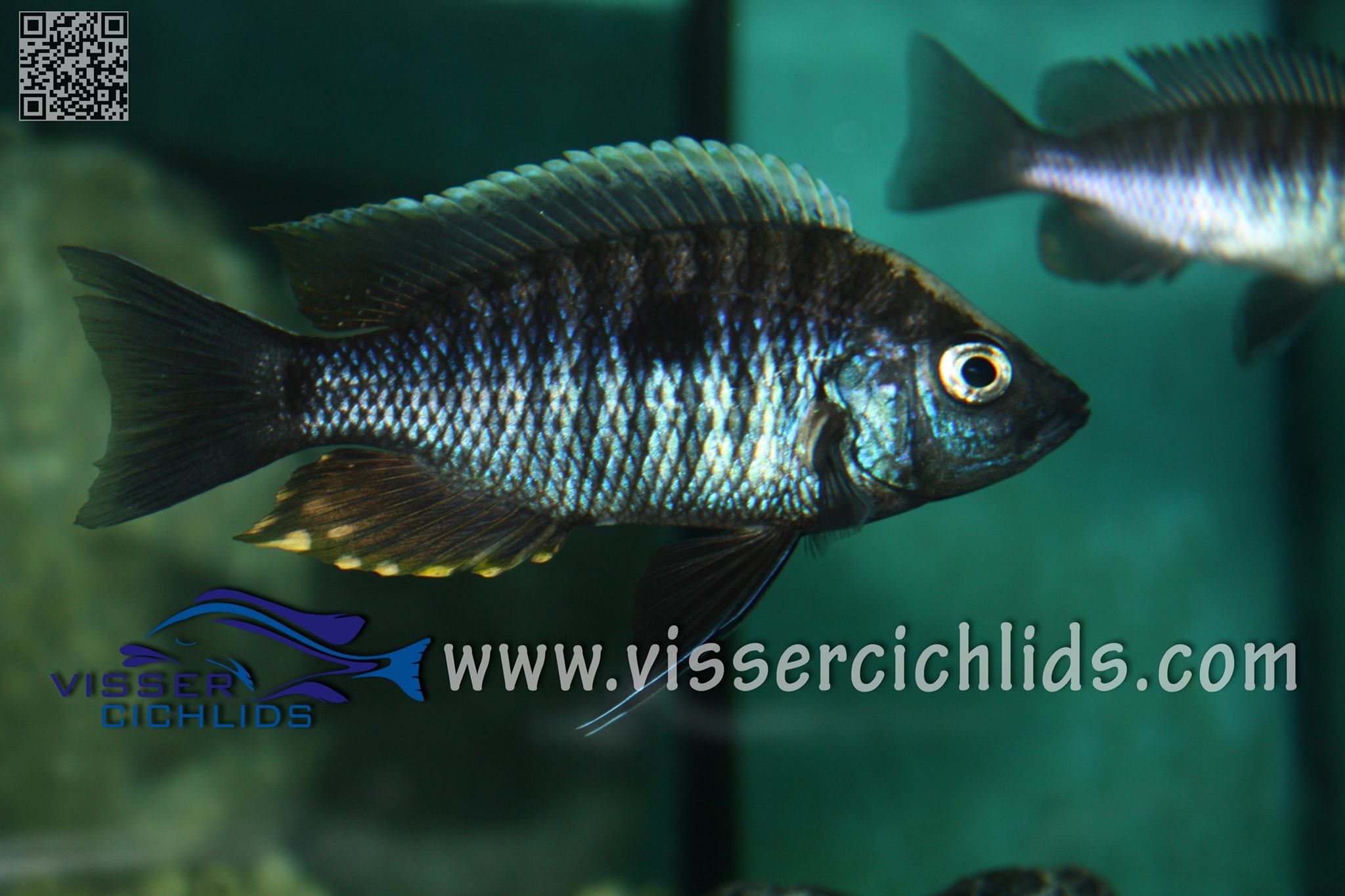 Copadichromis geertsi