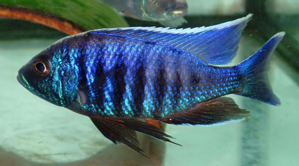 Copadichromis sp. kawanga no spot ricky ward uk aquatic imports