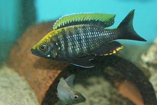 Copadichromis sp. "virginalis gold"