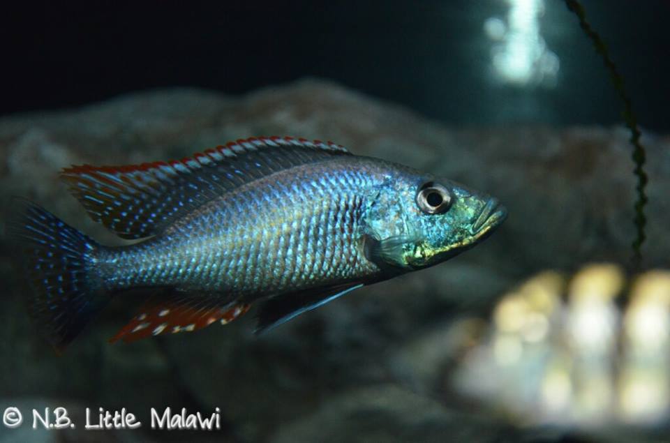 Dimidiochromis strigatus nadine bachnick male