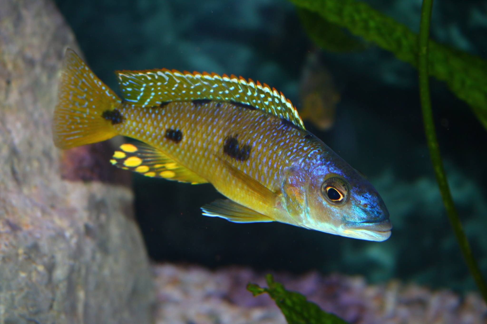 Exochochromis anagenys Mnnchen Toni Wagner 1