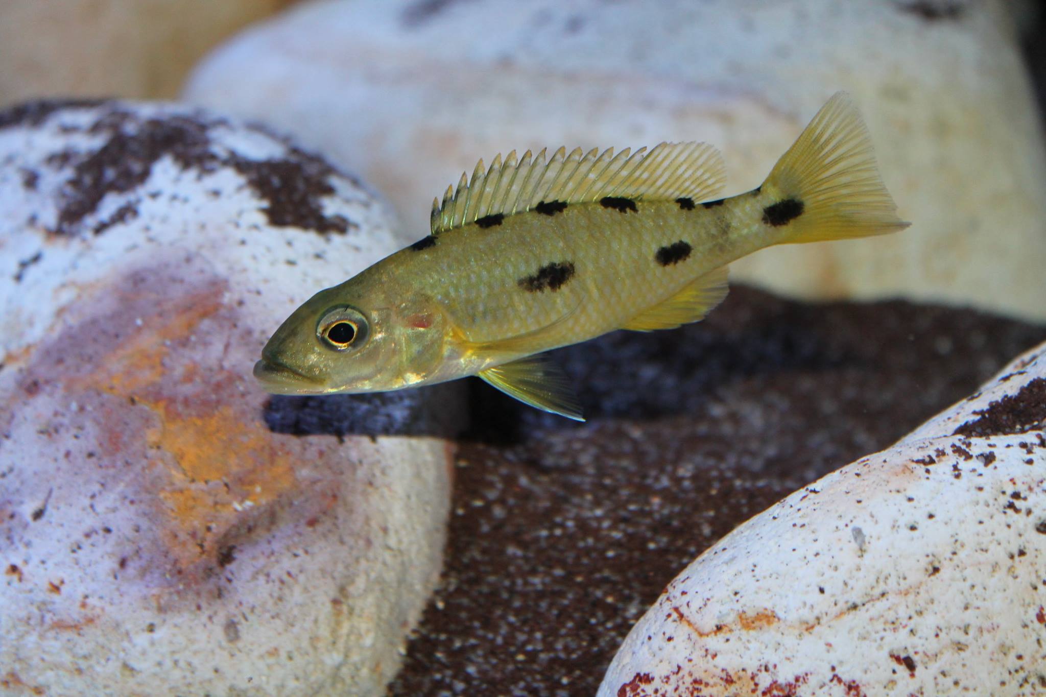 Exocochromis anagenys