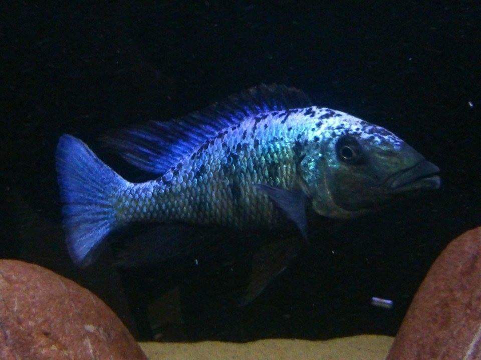 Fossorochromis rostratus