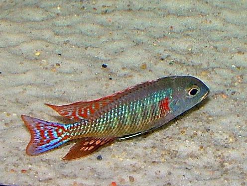 Lethrinops marginatus