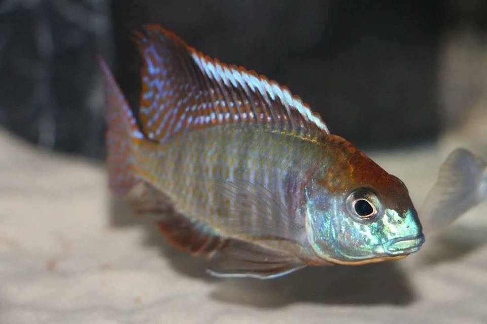 Lethrinops sp. red cap itungi Mnnchen Daniel Malawizucht 1