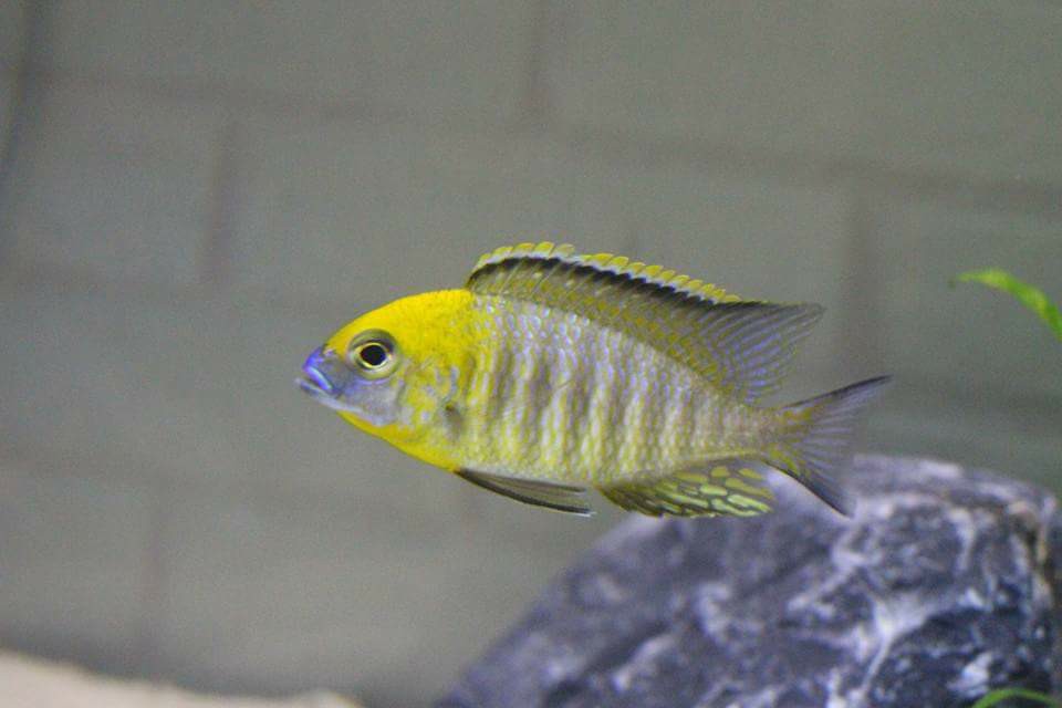 Lethrinops sp. yellow collar harbour bay Mnnchen Daniel Malawizucht 1