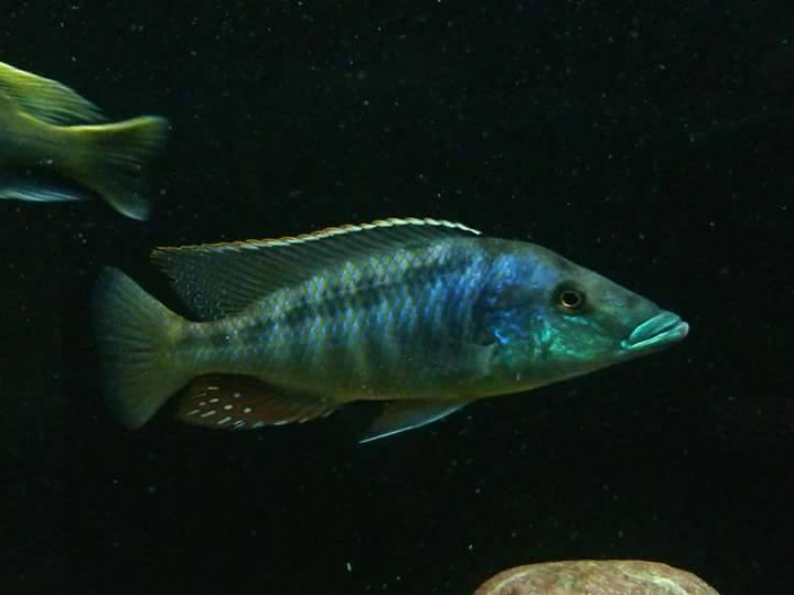 Lichnochromis acuticeps