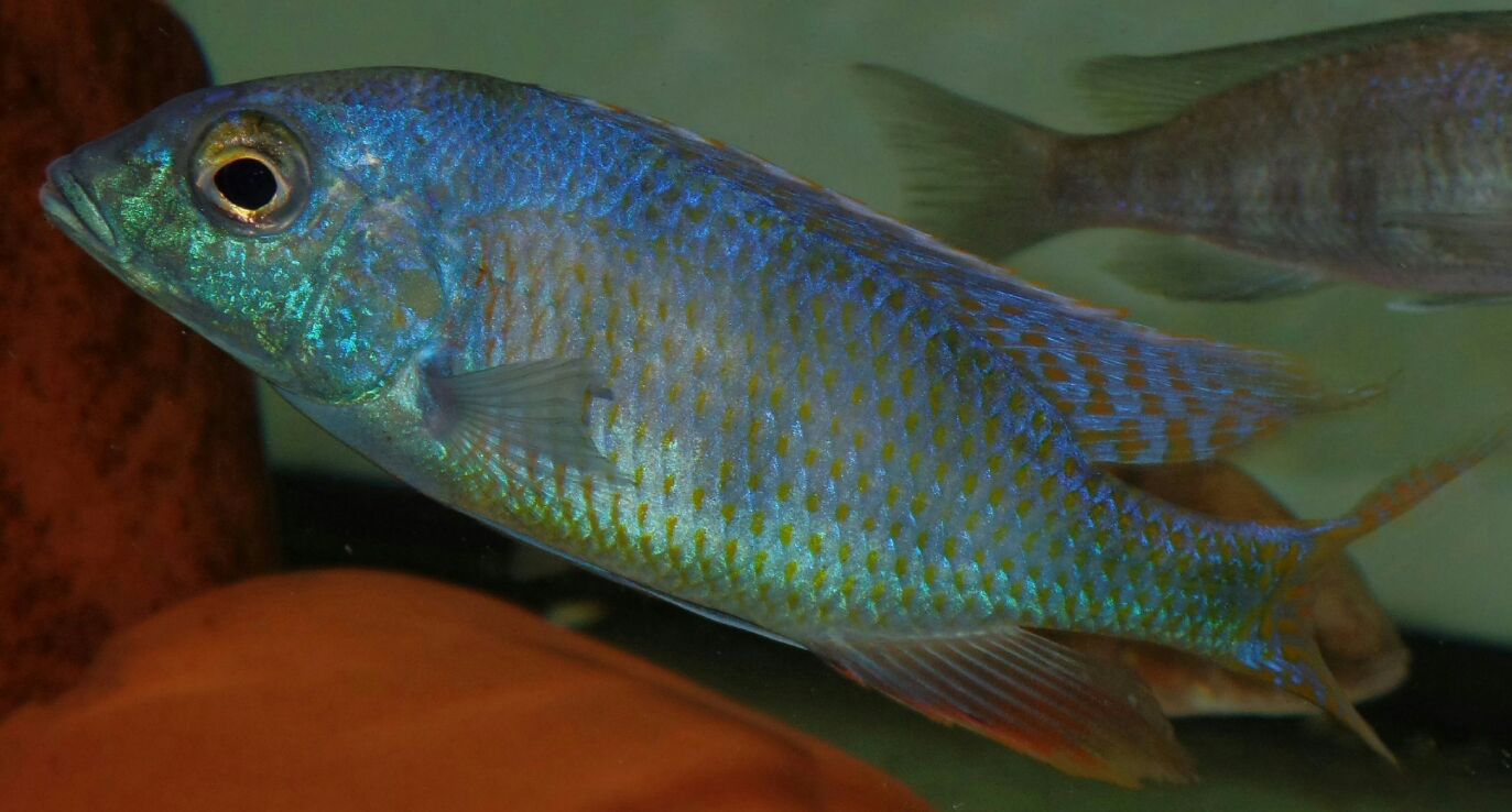 Mylochromis ericotainia.rickyWard