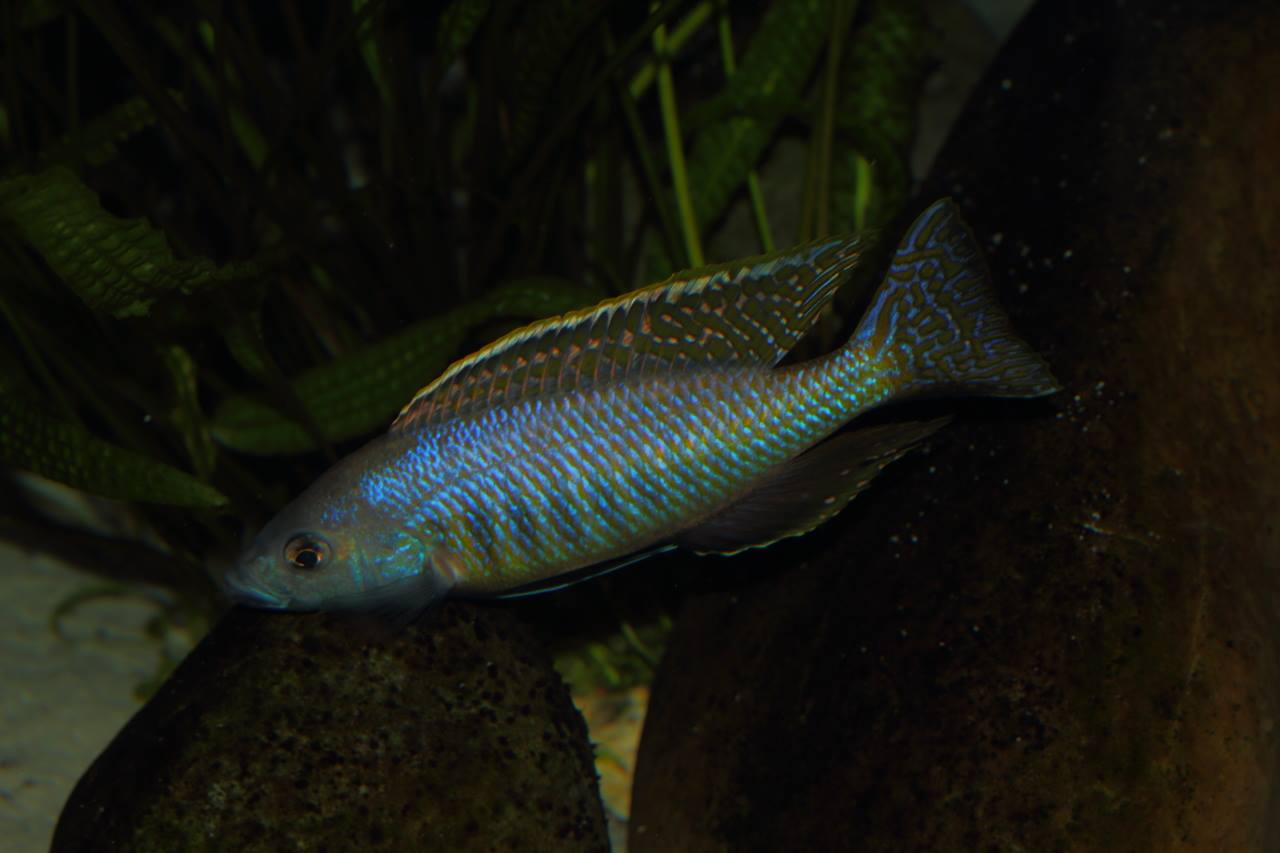 Mylochromis gracilis 