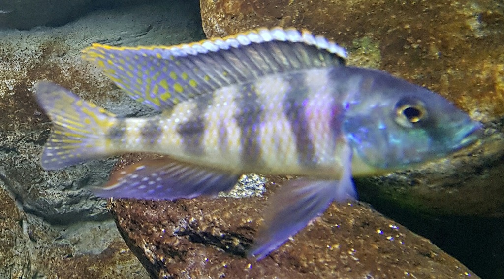 Mylochromis labidodon manu walt 1