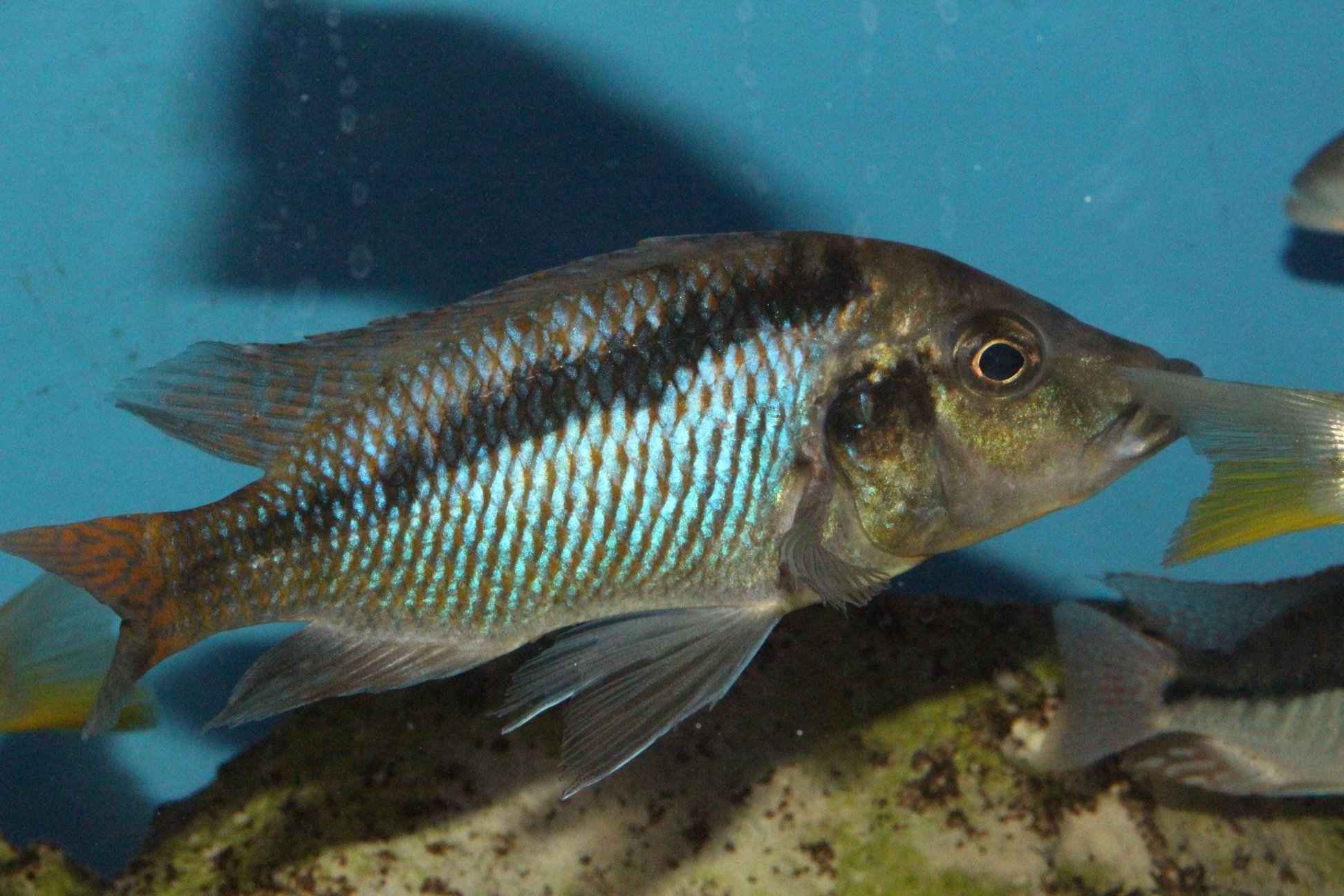 Mylochromis sp. "mchuse"