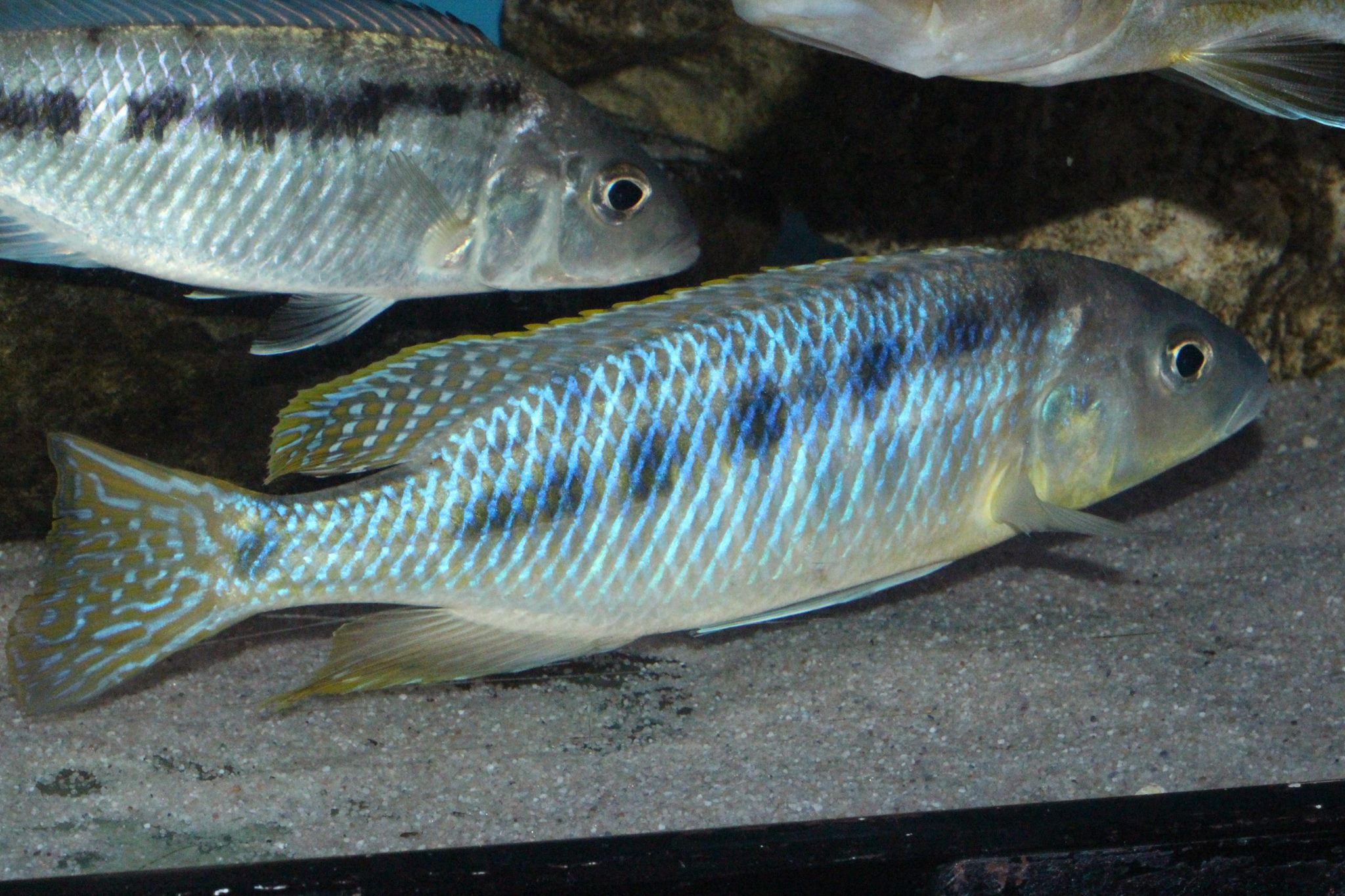 Mylochromis sp spilostichus makokola thomas engel