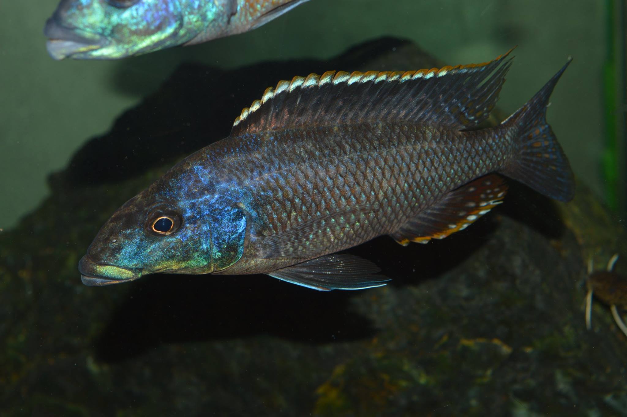 Nimbochromis linni zgr demir mnnchen