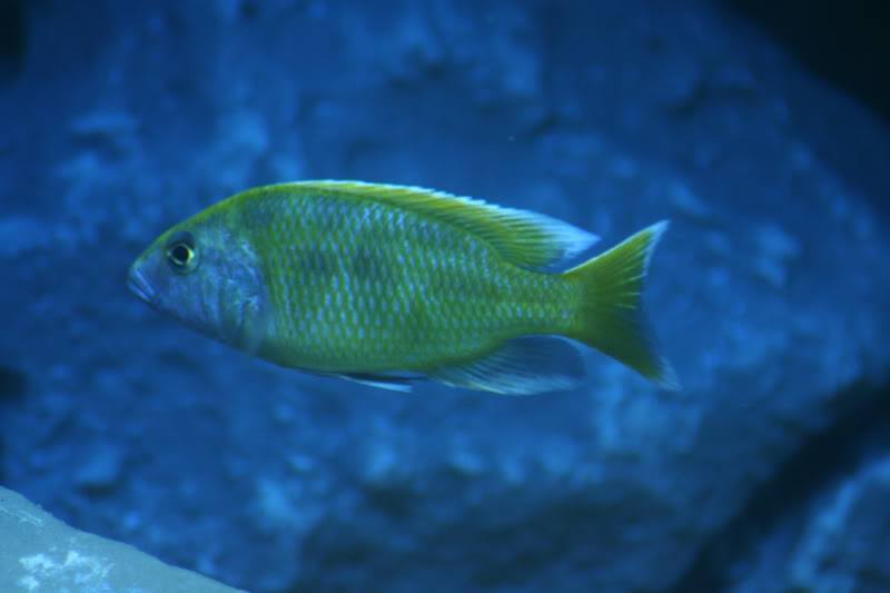 Nimbochromis Venustus steven giets