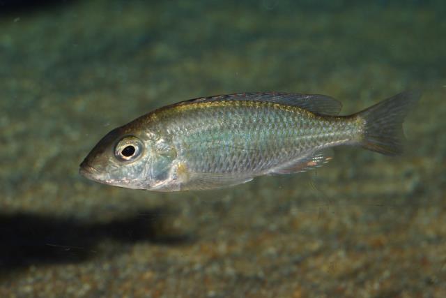 Otopharynx argyrosoma