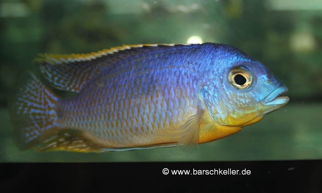 Otopharynx auromarginatus margarete male barschkeller