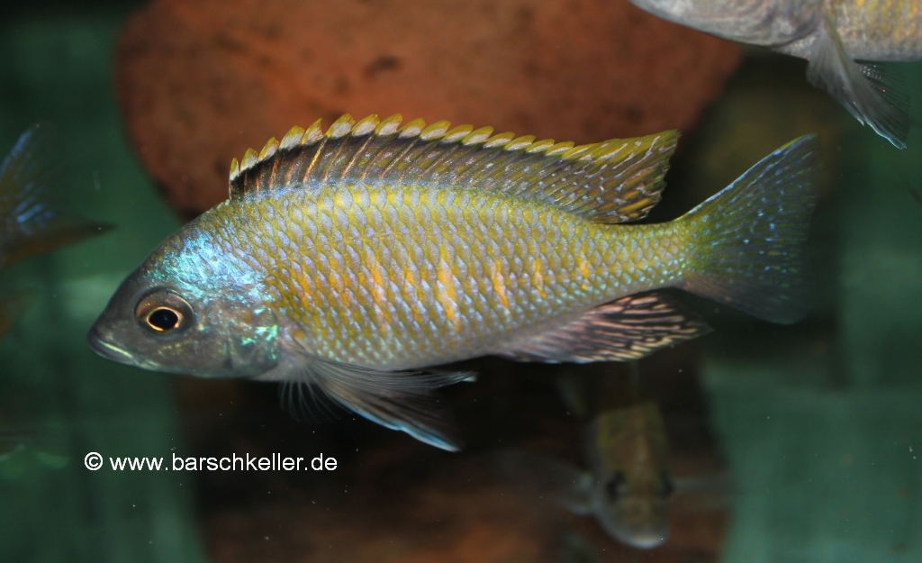 Otopharynx sp. "golden blueface"