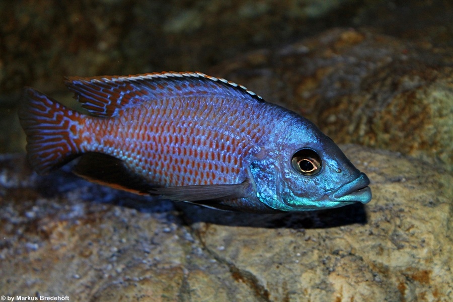 Placidochromis milomo mbenji Mnnchen   Markus Bredehft 1