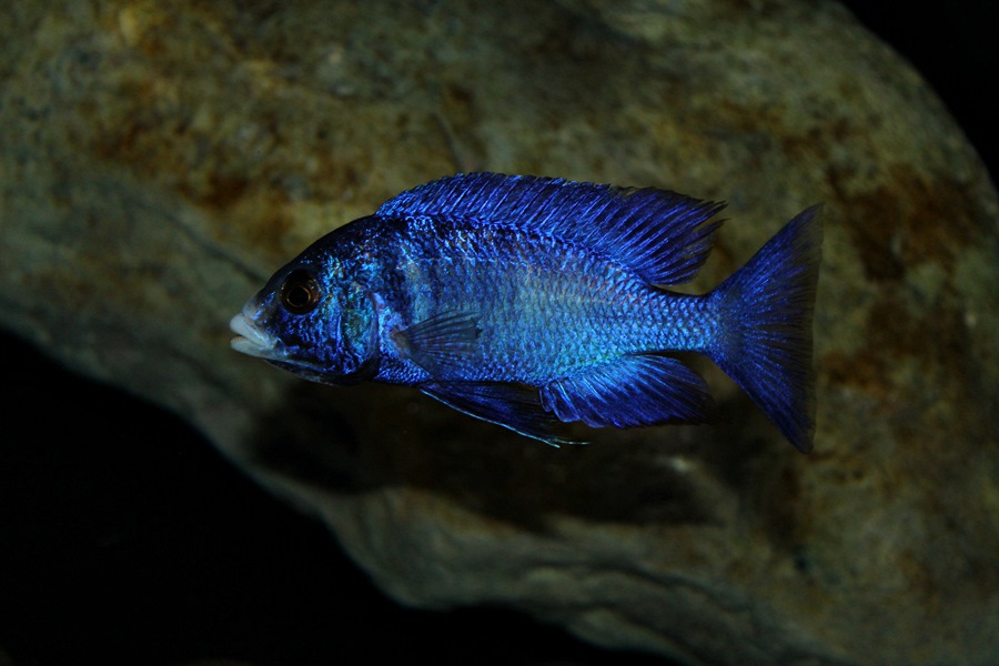 Placidochromis phenochilus mdoka Mnnchen   Markus Bredehft 1