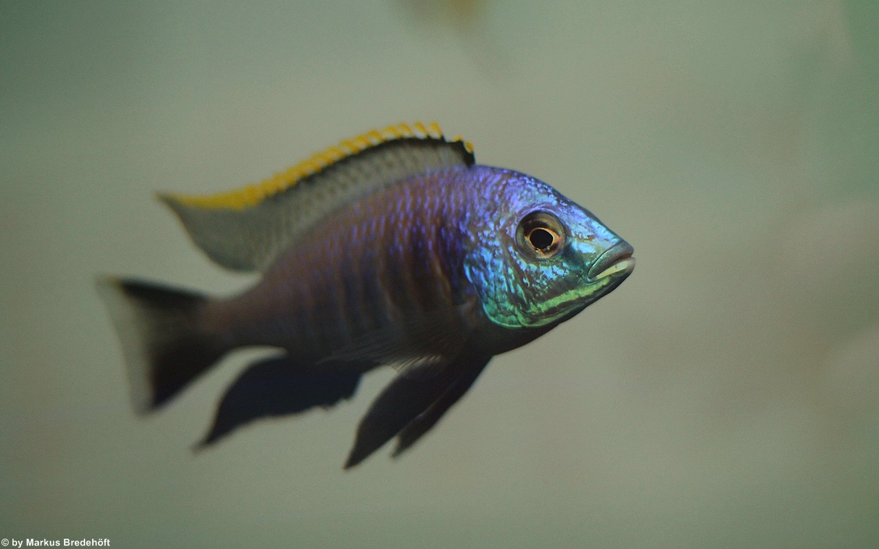 Placidochromis sp. blue otter tsano rock Mnnchen   Markus Bredehft Dansk Malawi Import 1