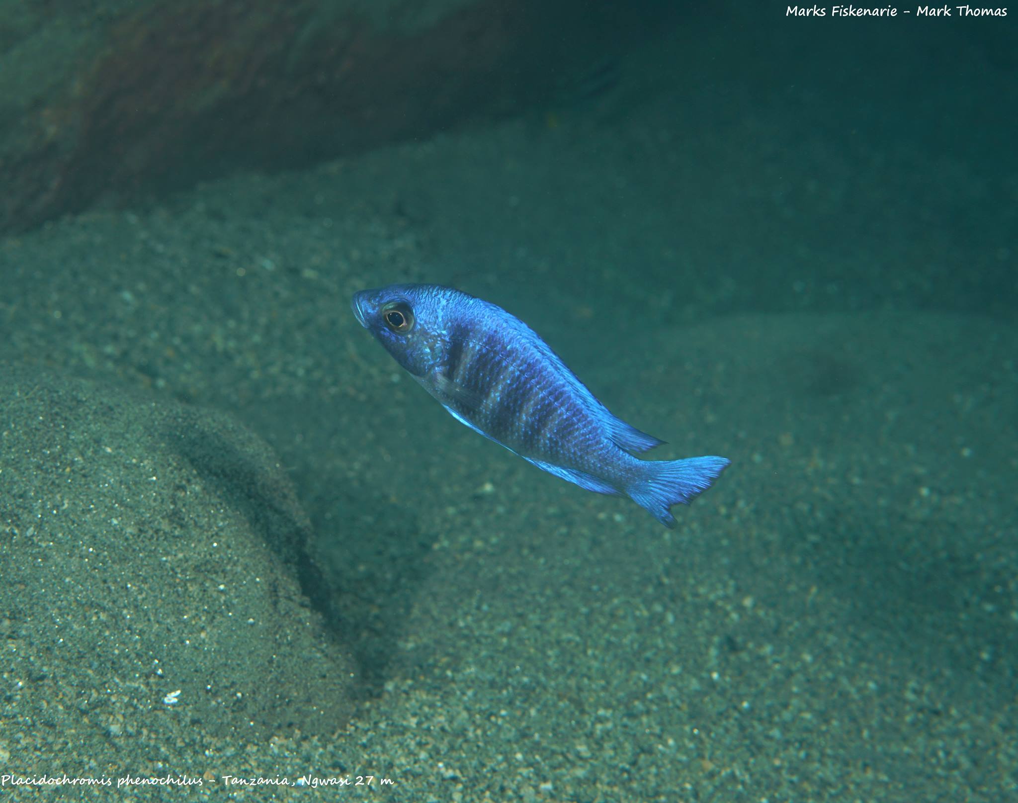 Placidochromis sp. "phenochilus tanzania"