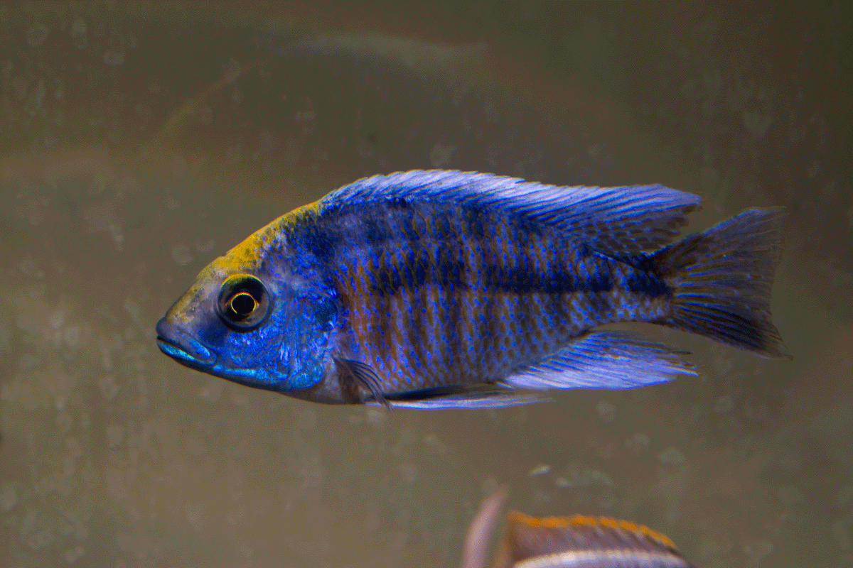 Protomelas spilonotus