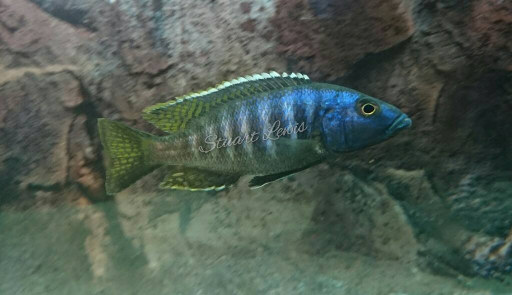 Sciaenochromis ahli