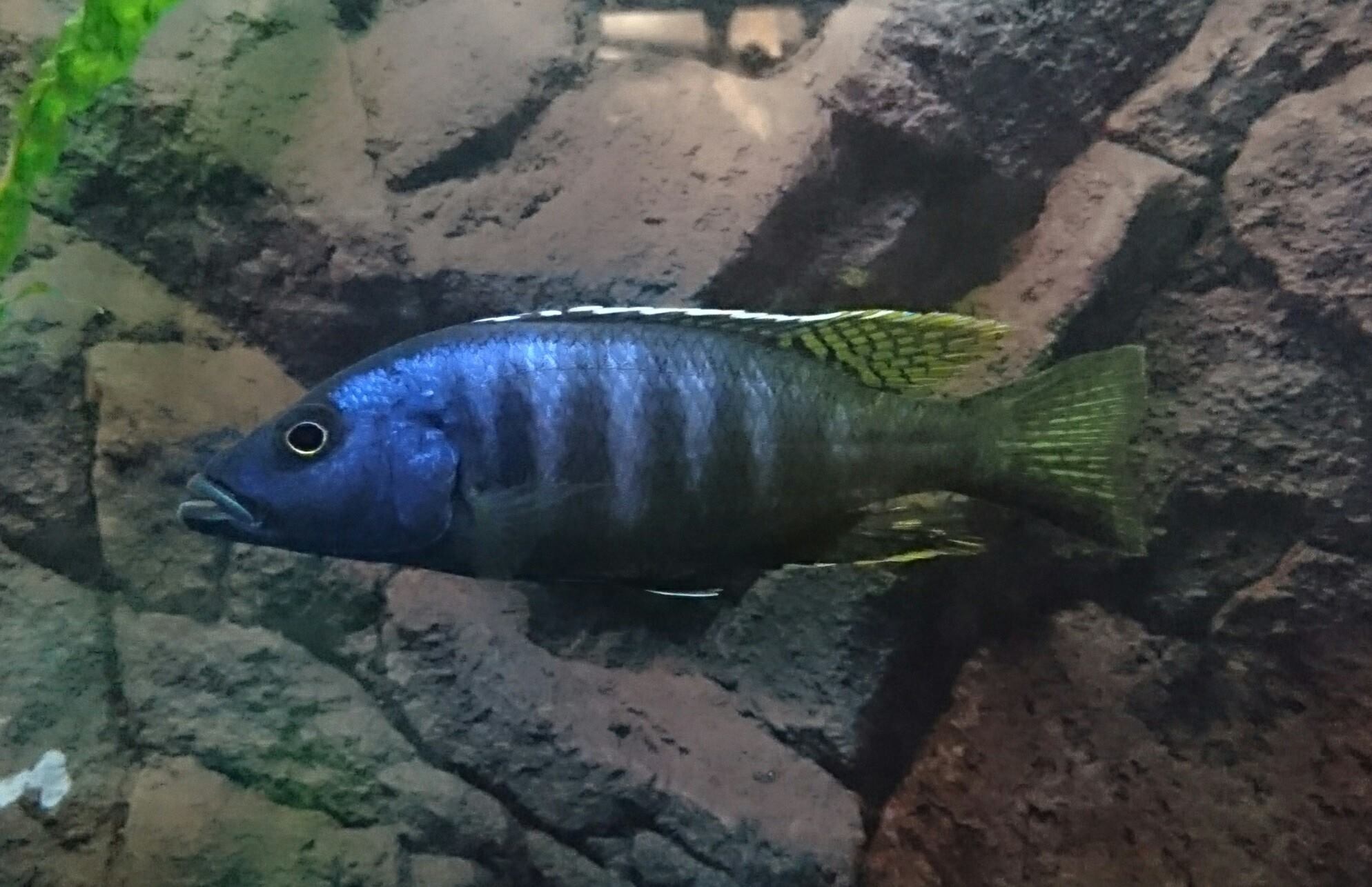 Sciaenochromis ahli chimwalani reef