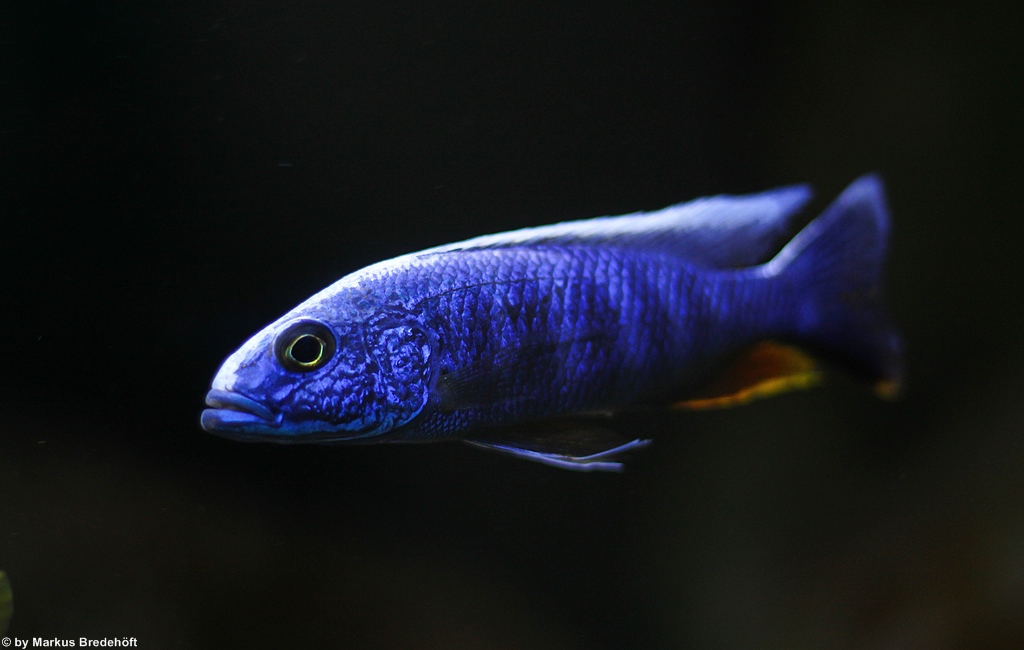 Sciaenochromis fryeri