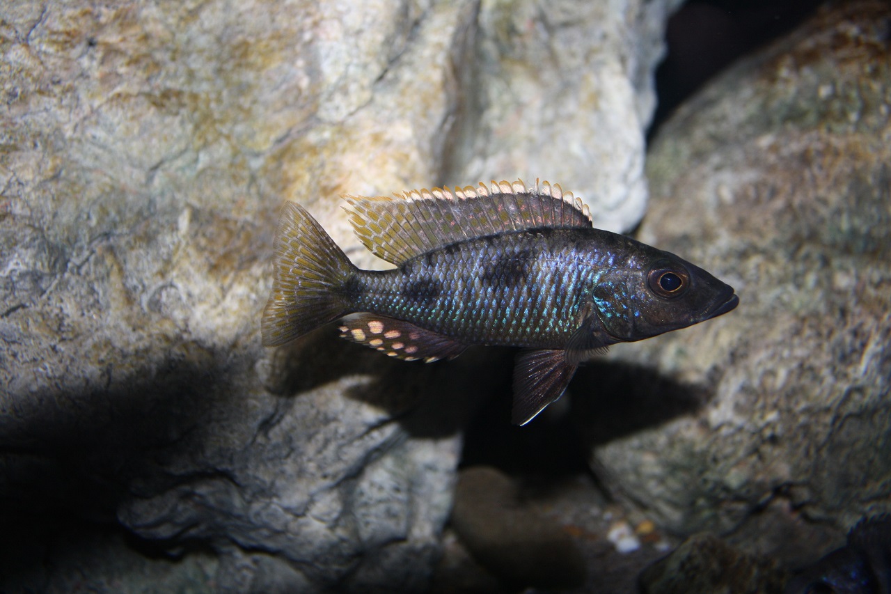 Stigmatochromis melanchros