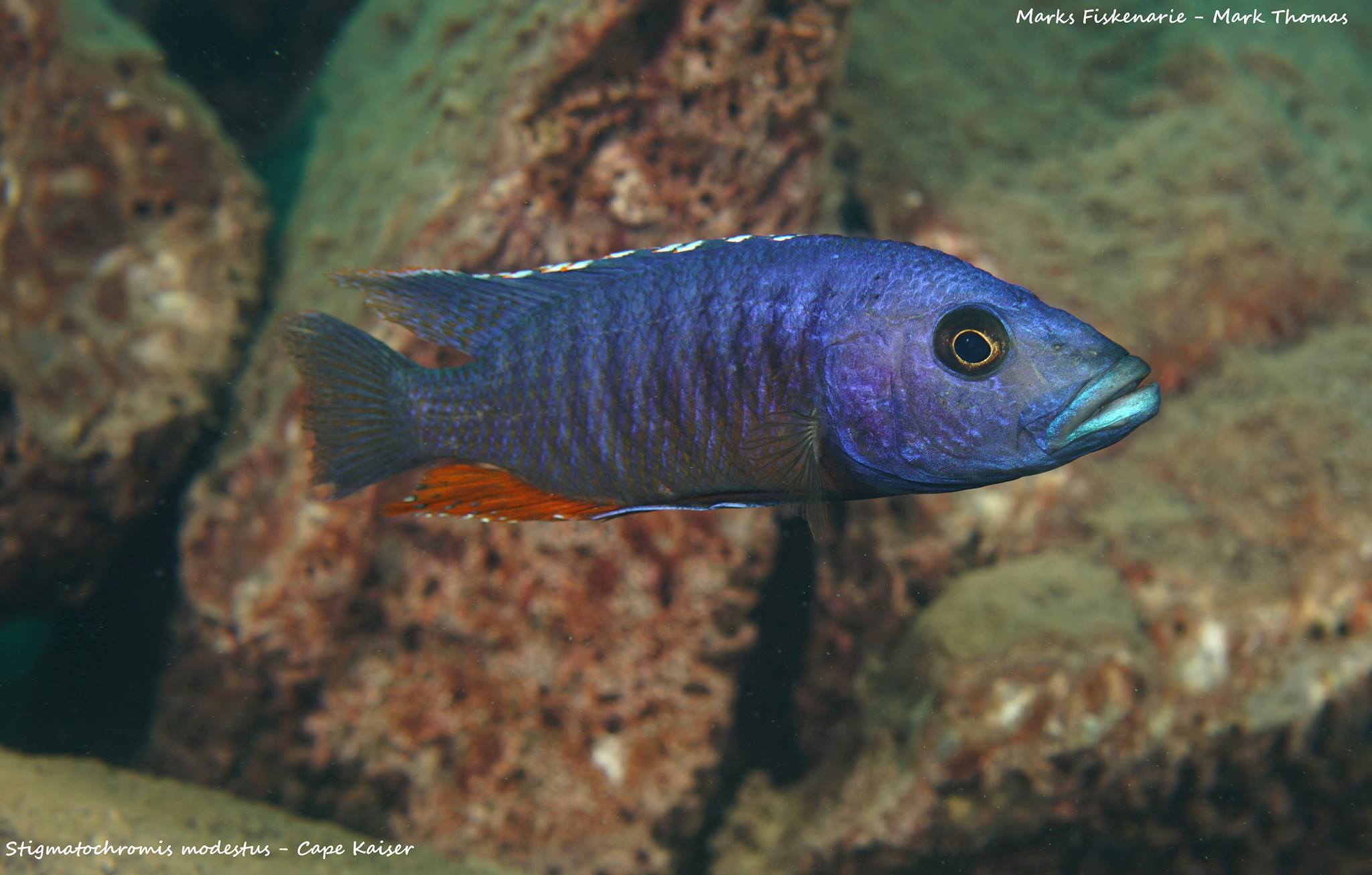 Stigmatochromis modestus cape kaiser mark thomas