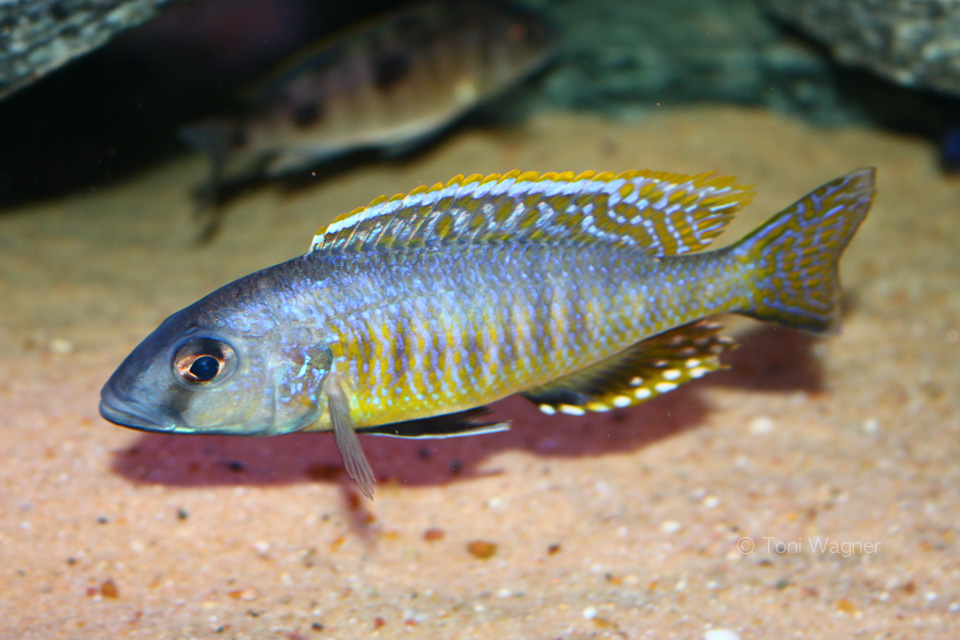 Stigmatochromis pleurospilus mdoka Mnnchen Toni Wagner 1