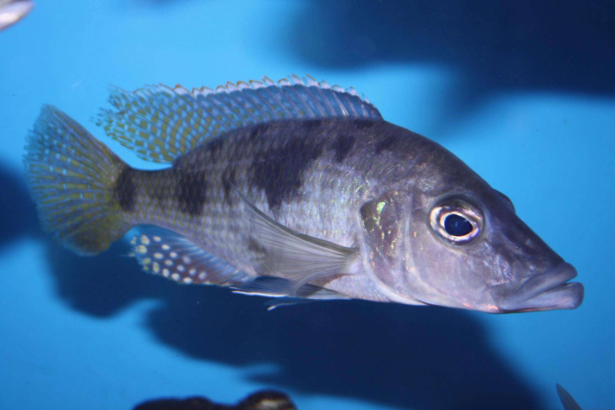 Stigmatochromis woodii thomas engel aqua treff