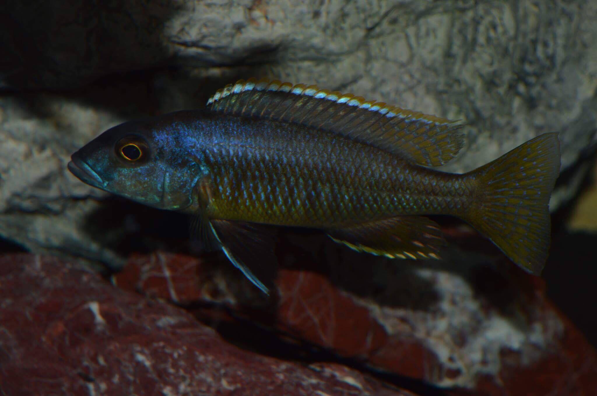 Taeniochromis holotenia