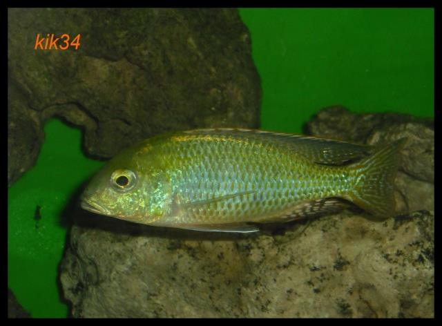 Tramitichromis intermedius