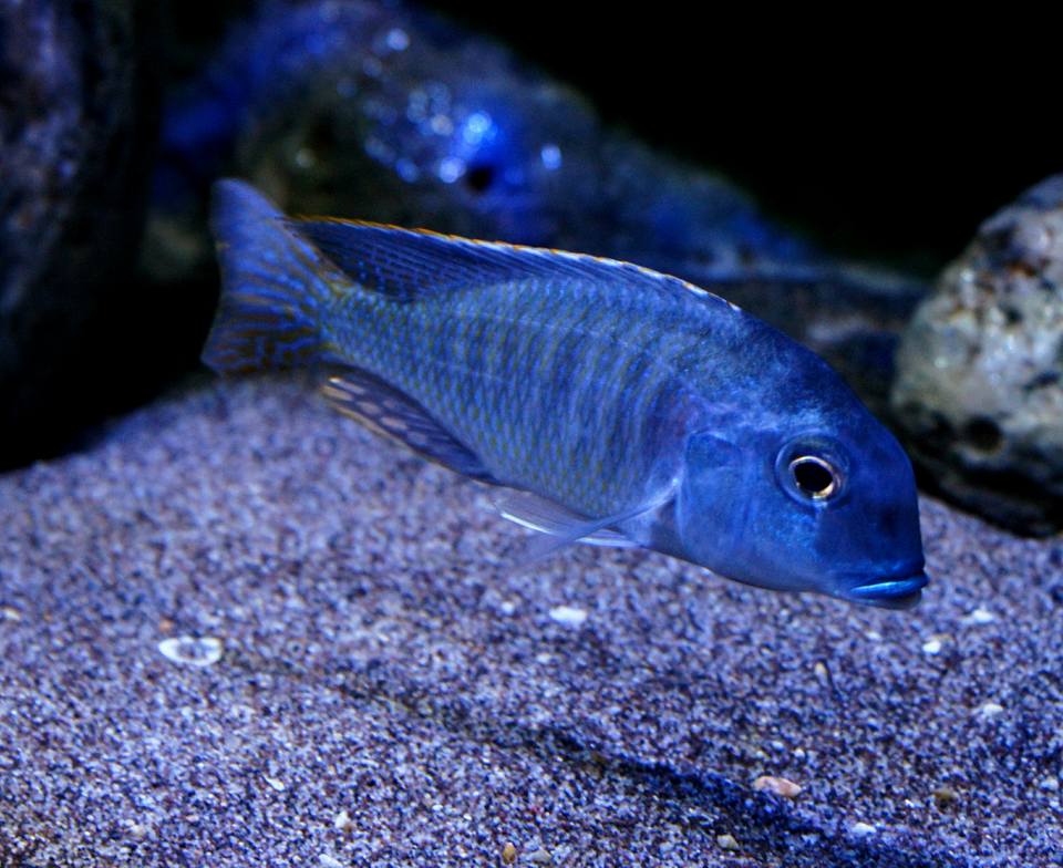 Tramitichromis lituris