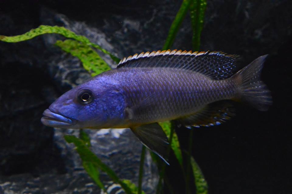 Tyrannochromis macrostoma Mitch 2