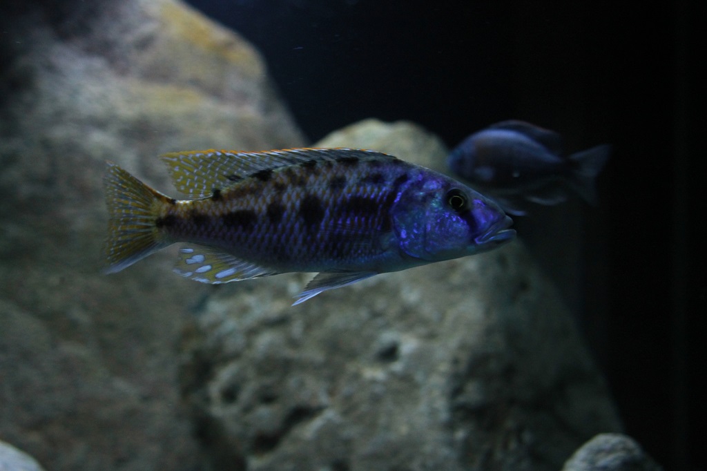 Tyrannochromis nigriventer North Lukas Meierjohann