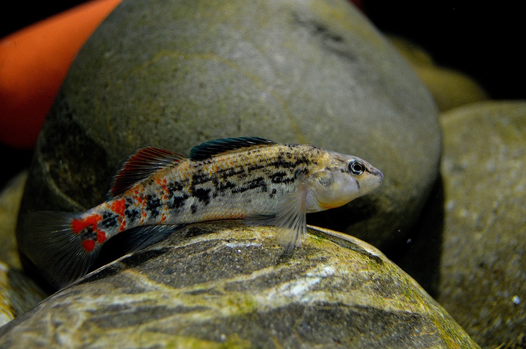 Etheostoma spectabile david breuers