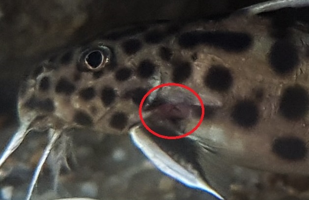 Synodontis petricola nazim Postal1 detail