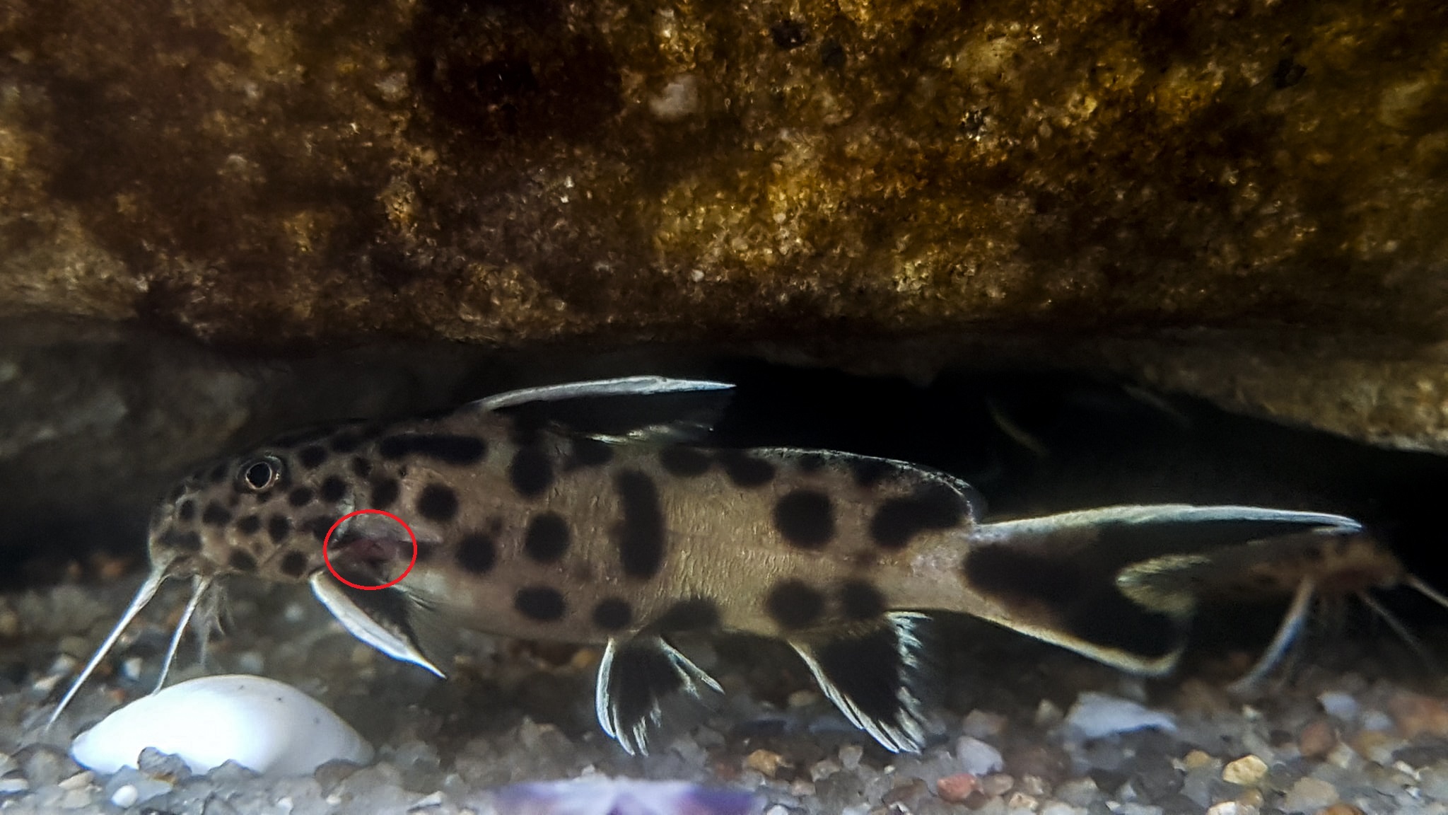 Synodontis petricola nazim Postal1 2