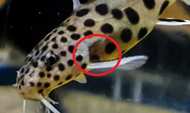 Synodontis petricola steven sasin1 detail