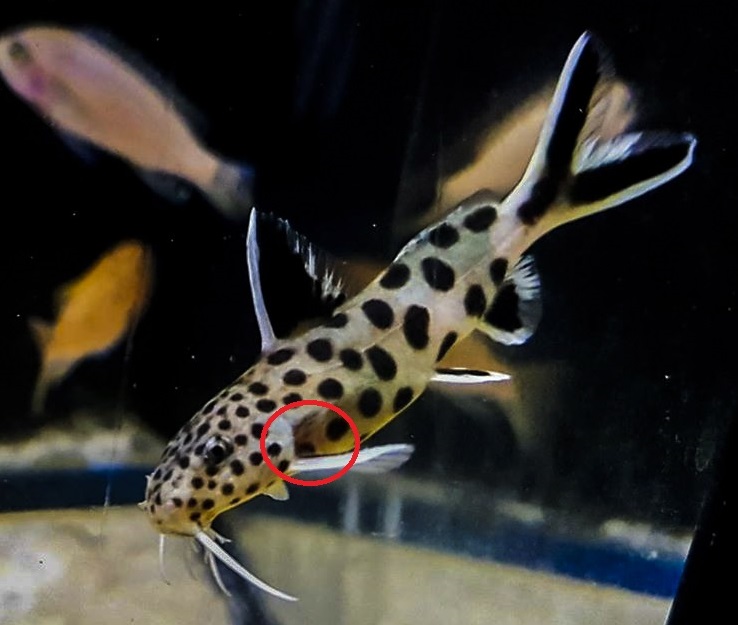 Synodontis petricola steven sasin1